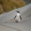 Tucnak zlutooky - Megadyptes antipodes - Yellow-eyed penguin - hoiho 8574